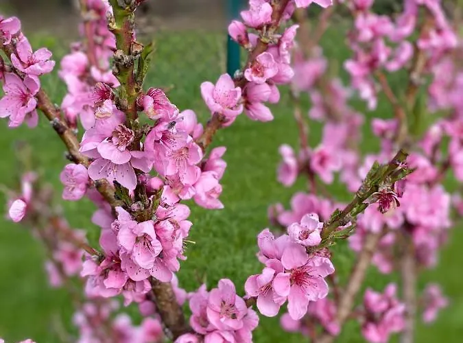 B Zauberhafte ヴェッチャウ